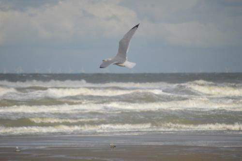Huisjes Aan Zee