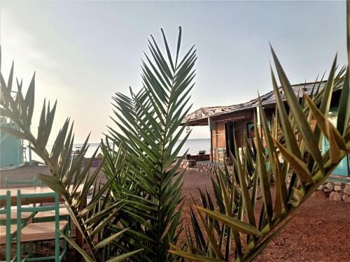 Sahara Beach Camp Nuwaiba