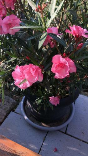 Bed & Breakfast Casa Boebelle