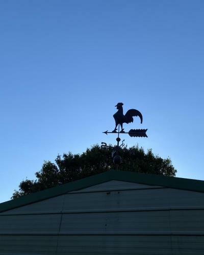 Tome3c - Kookaburra