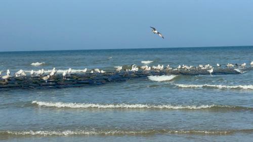 Apartamento Begian Beach House