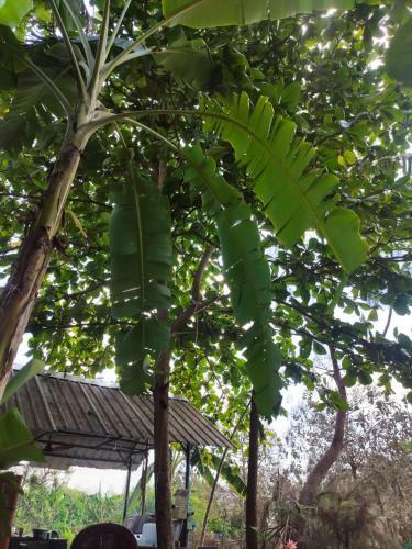 Mother Land Home Stay