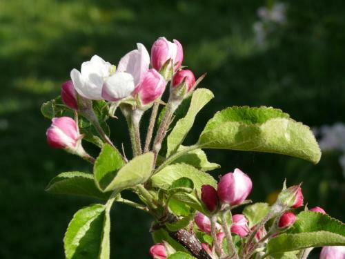 Bed & Breakfast Pension Pernthaler