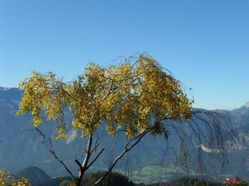 Hostal Hausbergerhof G�stehaus Ainberger