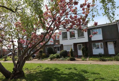 Cherry Trees