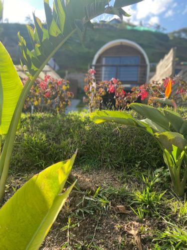 Glamping La Cepa