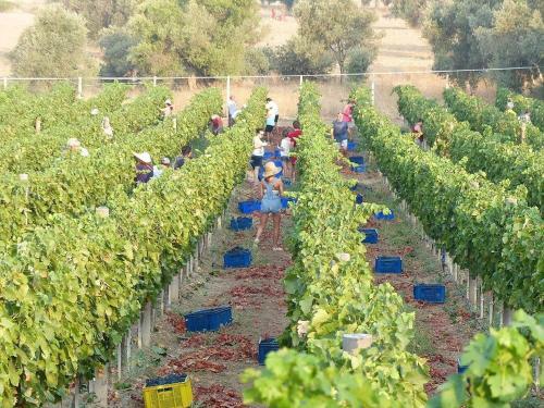 Bed & Breakfast Dat�a Vineyard