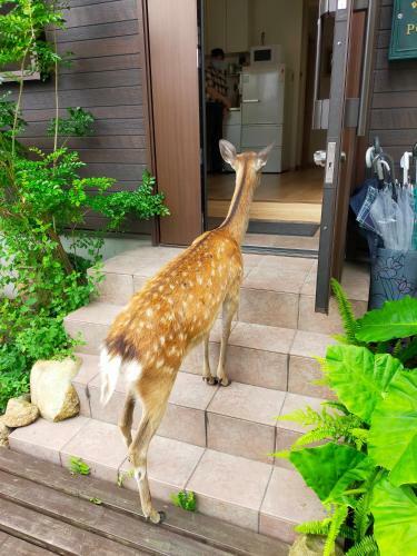 Albergue Deer Hotel ( Jr Nara )