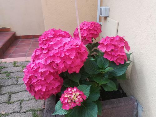 Domomea B&B