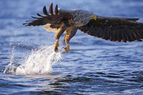 de Lauwersmeer Vogel Freistehend Mit Eingez�untem Garten