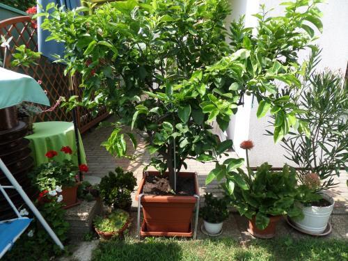 Apartamento Tinka H�z