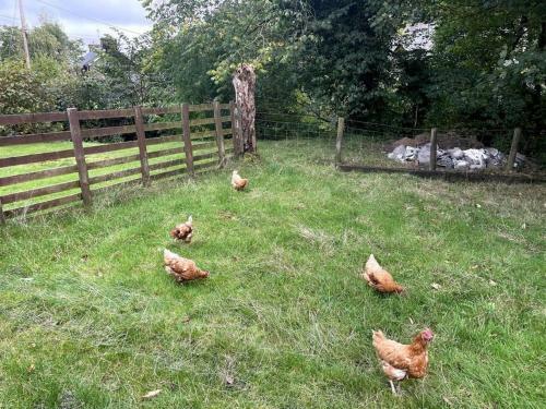 Y Felin Bed And Breakfast And Smallholding
