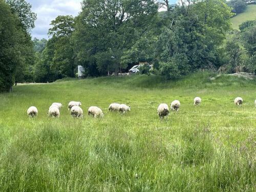 Y Felin Bed And Breakfast And Smallholding
