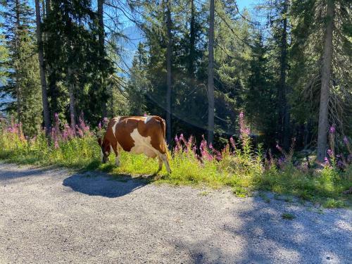 Apartamento Sonnenalpe Nassfeld Top20 Lux