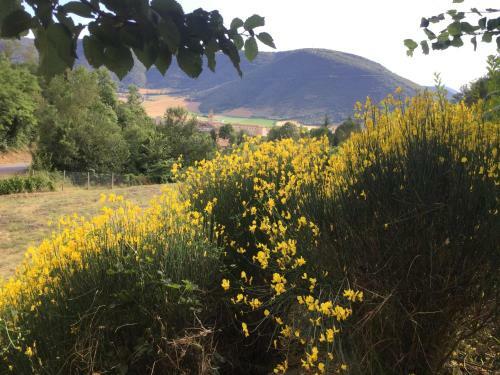 Il Vigneto