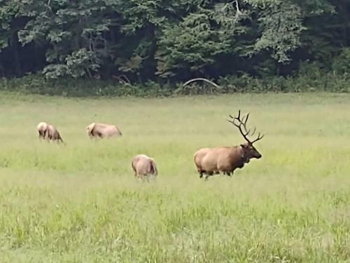 Apartamento 63 Smoky Mountain Elk Lodge