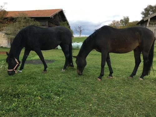 Agroturismo Niedermaierhof