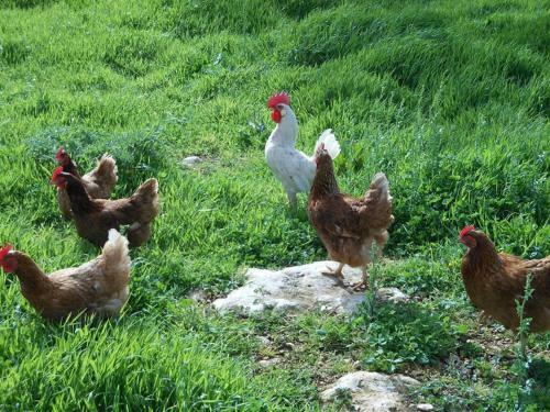 Agroturismo Agriturismo Masseria Casedde Vecchie