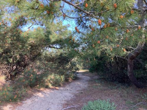 Apartamentos Appartement Front de Mer Vue Panoramique Sur Oc�an