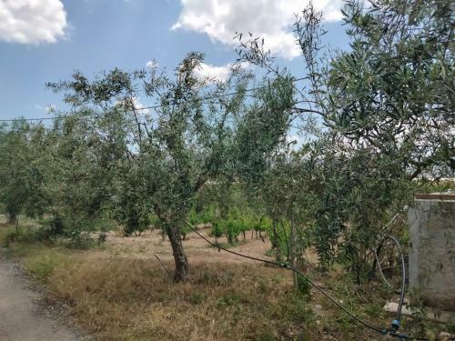 Apartamento Oasi Delle Vigne