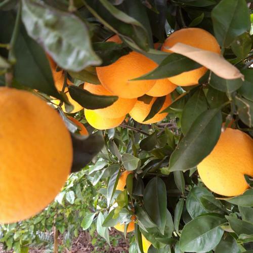Swellendam Country Lodge - Guest House - B&B