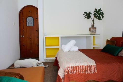 Casa Galgo: Full House To Live Cholula