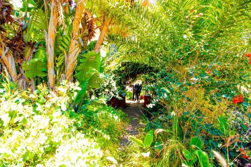 Apartamento Nen�far Agaete Valley Dmzu