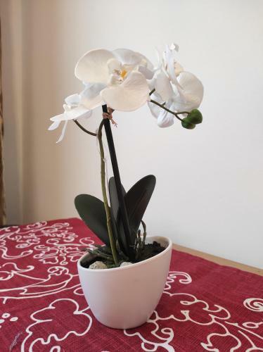 Apartamento Mim's Home