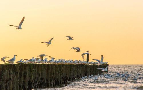 Apartamento Boszicht Aan de Kust 1