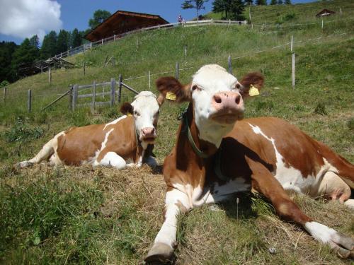 Agroturismo Hanselishof
