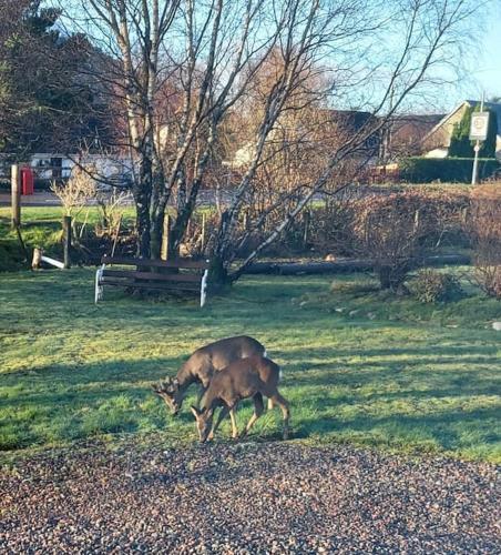 Apartamento Roe Deer Cottage Near Glencoe