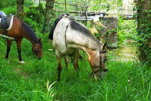 Apartamento Granja Labrada: Alojamiento Con Caballos