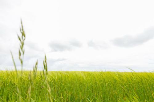 Green Fields