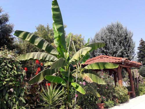 Palatinus Apartmanok
