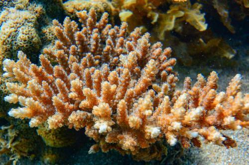 Pandanus Holiday Apartments