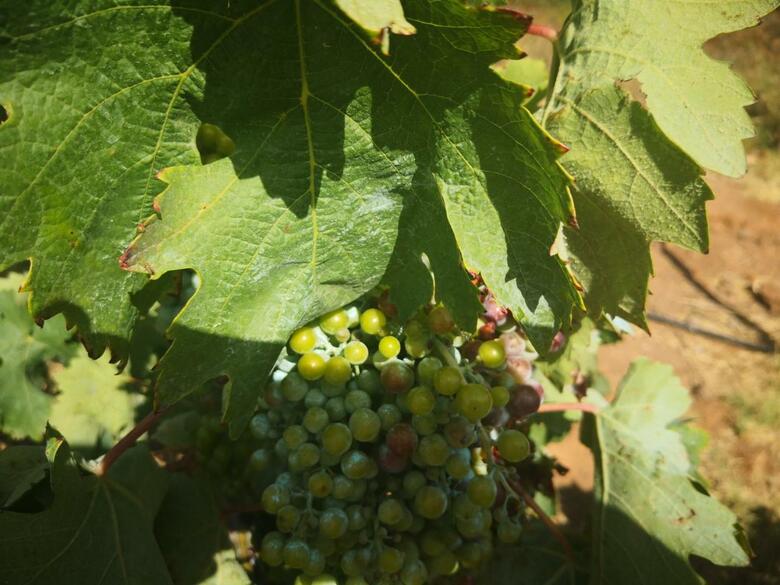 Agroturismo Cortijo Torreblanca