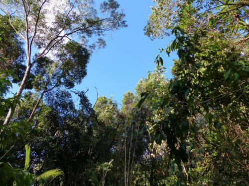 Bed & Breakfast Daintree Valley Haven