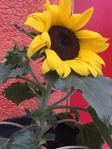 Bed & Breakfast Les R�ves Et Veill�es