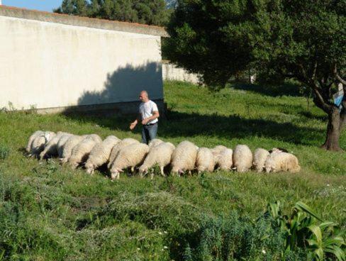 Agroturismo Agriturismo Didone