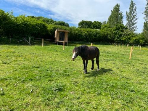 Lodge Neddys Rest Luxury Horsebox Stay