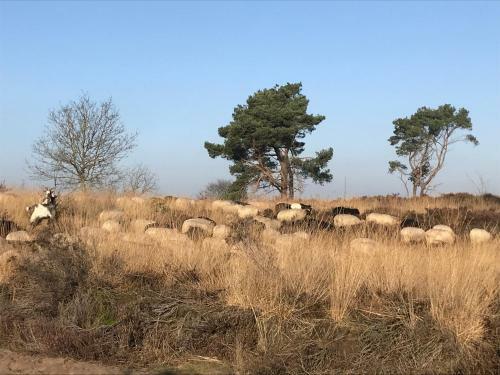 Apartamento Het Grote Paard