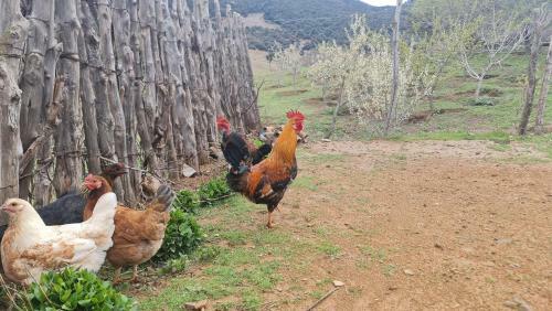 Agroturismo Gite Ain Bechar