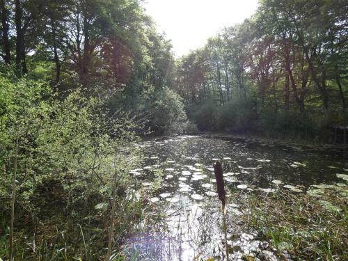 Boshuisje 11 Op Bospark Trimunt