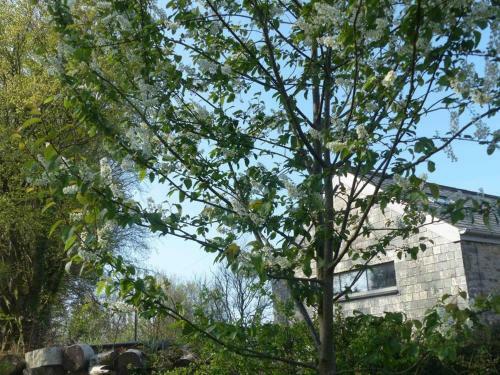 Fig Tree Barn