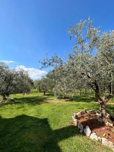 Apartmani Tino I Leon