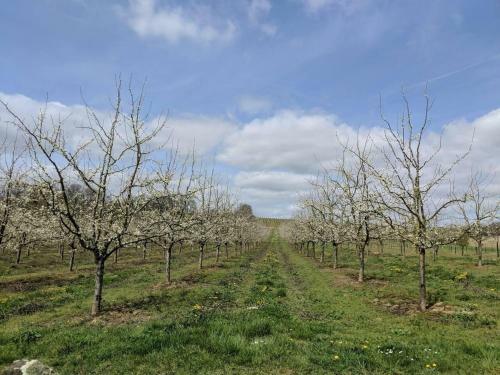 Stunning 7-bed Vineyard Masters House In Dieulivol