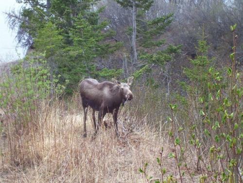 Lodge Homer Alaska Vacation Rental
