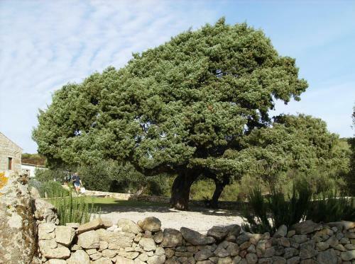 Bed & Breakfast Il Vecchio Ginepro