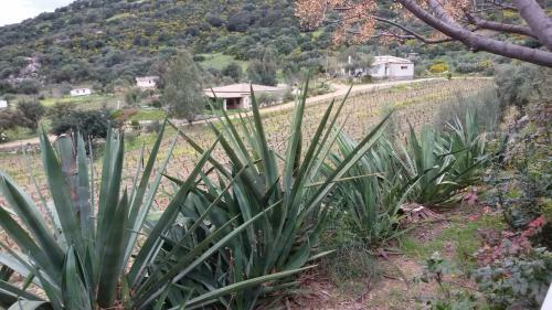 Agroturismo Agriturismo Su Solianu