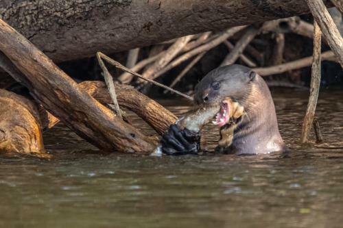 Lontra Pantanal Hotel